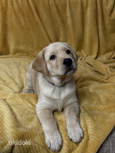 Щенки Лабрадор-ретривер