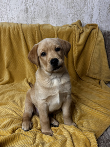 Щенки Лабрадор-ретривер (9 фото из 9)