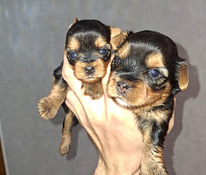 Jorkshirenterrierin pennut syntyivät 21. syyskuuta 2025.