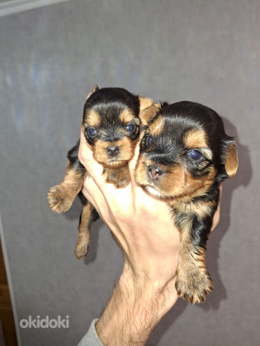 Jorkshirenterrierin pennut syntyivät 21. syyskuuta 2025.