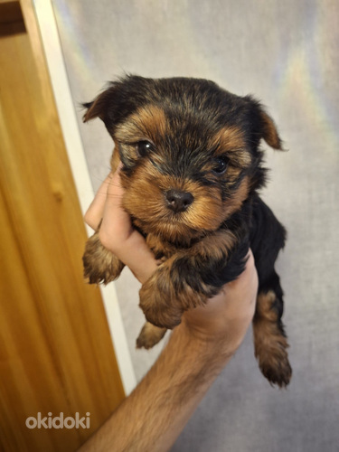 Jorkshirenterrierin pennut syntyivät 21. syyskuuta 2025.