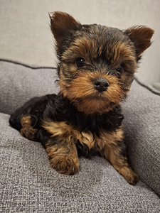 Jorkshirenterrierin pennut syntyivät 21. syyskuuta 2025. (9 valokuva sivusta 10)