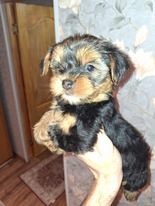 Yorkshirenterrierityttö syntyi 21. syyskuuta 2025. (1 valokuva sivusta 10)