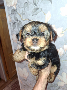 Yorkshirenterrierityttö syntyi 21. syyskuuta 2025. (2 valokuva sivusta 10)