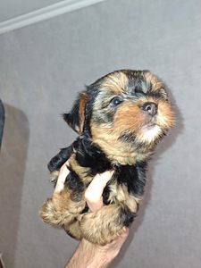 Yorkshirenterrierityttö syntyi 21. syyskuuta 2025. (9 valokuva sivusta 10)