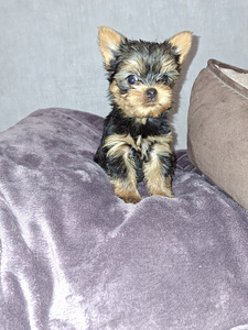 Micro York babyface syntyi 21. syyskuuta 2025. (2 valokuva sivusta 10)