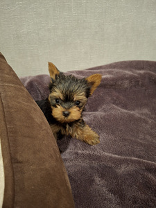 Micro York babyface syntyi 21. syyskuuta 2025. (7 valokuva sivusta 10)