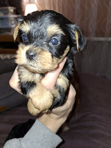 Yorkshirenterrierin pennut, syntyneet 4. marraskuuta 2025. (6 valokuva sivusta 10)