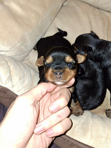 Yorkshirenterrierin pennut, syntyneet 4. marraskuuta 2025. (7 valokuva sivusta 10)