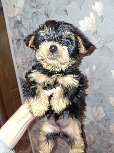 Yorkshirenterrierin pennut, syntyneet 4. marraskuuta 2025. (7 valokuva sivusta 10)