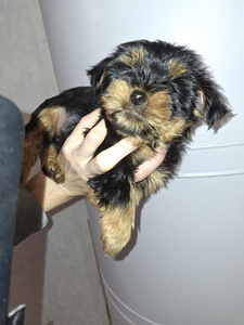 Yorkshirenterrierin pennut, 23.01.2026 (3 valokuva sivusta 10)