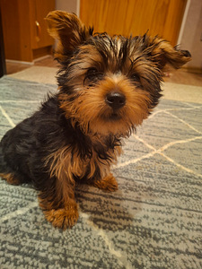 Yorkshirenterrierin pennut, syntyneet 4. marraskuuta 2025. (5 valokuva sivusta 10)