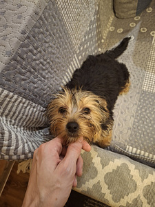 Yorkshirenterrierin pennut. 03.03.2026 (10 valokuva sivusta 10)