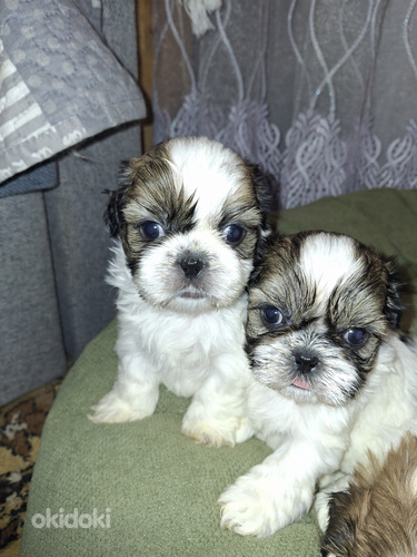 Täydelliset Shih Tzu -pennut 25.03.2026