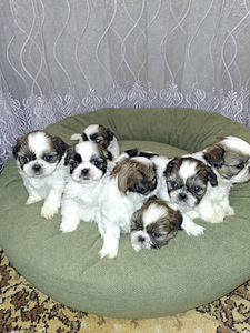 Täydelliset Shih Tzu -pennut 25.03.2026 (2 valokuva sivusta 10)