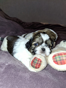 Täydelliset Shih Tzu -pennut 25.03.2026 (4 valokuva sivusta 10)