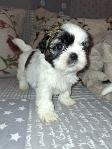 Täydelliset Shih Tzu -pennut 25.03.2026 (9 valokuva sivusta 10)