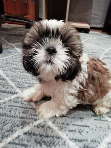 Täydelliset Shih Tzu -pennut 06.04.2026 (6 valokuva sivusta 10)