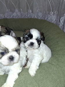 Täydelliset Shih Tzu -pennut 06.04.2026 (9 valokuva sivusta 10)