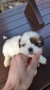Täydelliset Shih Tzu -pennut 13.06.2026 (7 valokuva sivusta 10)