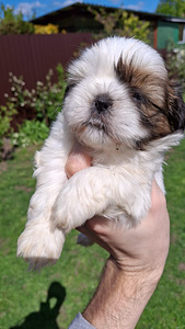 Täydelliset Shih Tzu -pennut 13.06.2026 (9 valokuva sivusta 10)