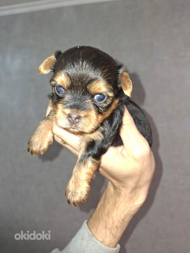 Щенки йоркширского терьера родились 21 сентября 2025 года.