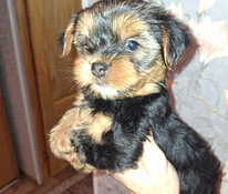 Jorkšyro terjerų veislės kalytė gimė 21 rugsėjo 2025