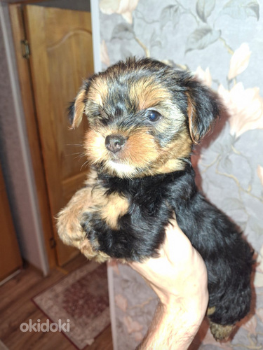 Jorkšyro terjerų veislės kalytė gimė 21 rugsėjo 2025