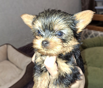 Mikro dydžio Jorkšyro Terjeras babyface gimė 21 rugsėjo 2025