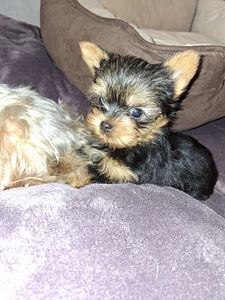 Mikro dydžio Jorkšyro Terjeras babyface gimė 21 rugsėjo 2025 (4 nuotrauka iš 10)