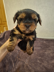 Jorkšyro terjerų kalytė gimė rugsėjo 21 d. 2025 (10 nuotrauka iš 10)