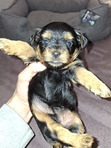 Щенки йоркширского терьера родились 4 ноября 2025 года. (4 фото из 10)