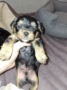 Щенки йоркширского терьера родились 4 ноября 2025 года. (10 фото из 10)