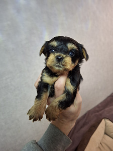 Щенки йоркширского терьера родились 4 ноября 2025 года. (3 фото из 10)