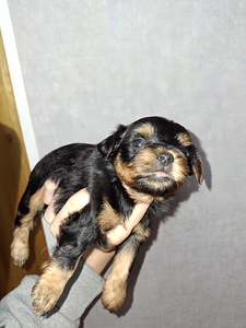 Щенки йоркширского терьера родились 4 ноября 2025 года. (6 фото из 10)