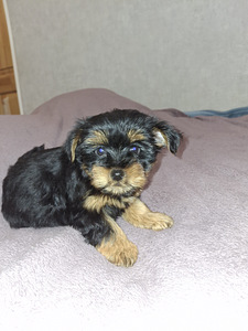 Щенки йоркширского терьера родились 4 ноября 2025 года. (5 фото из 10)