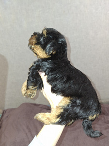 Щенки йоркширского терьера родились 4 ноября 2025 года. (9 фото из 10)