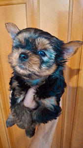 Jorkšyro Terjerų šuniukai gimė 2025 metų lapkričio 4 dieną. (5 nuotrauka iš 10)