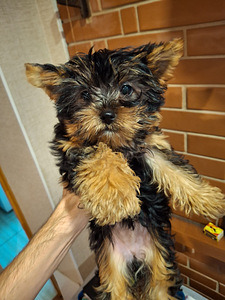 Jorkšyro Terjerų šuniukai gimė 2025 metų lapkričio 4 dieną. (8 nuotrauka iš 10)