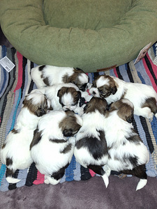 Shih Tzu šuniukai gimė sausio 28 dieną. 2026 (10 nuotrauka iš 10)