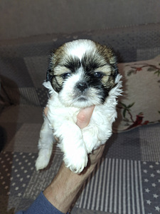 Идеальные породистые щенки ши-тцу. 28.03.2026 (4 фото из 10)