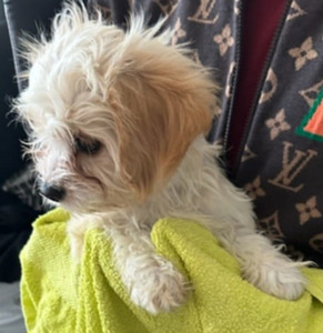 Maltipoo koiranpentu (2 valokuva sivusta 3)
