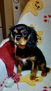 Kavalier King Charles spanjel (2 foto / 9)