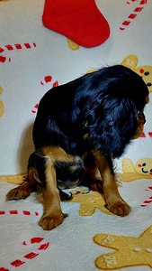 Kavalier King Charles spanjel (3 foto / 9)