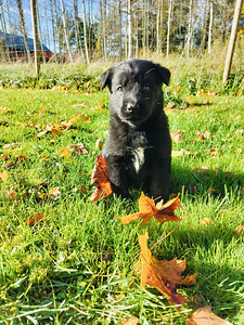 Labradorinnoutajamix