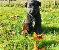 Labradorinnoutajamix