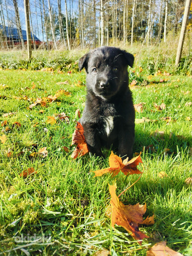 Labradorinnoutajamix