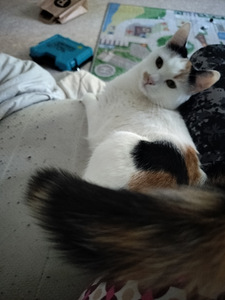 Myydään naaras kissa