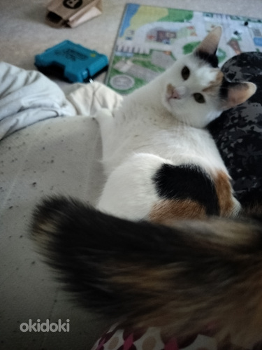Myydään naaras kissa