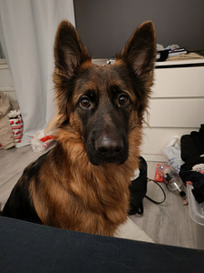 Saksanpaimenkoira (4 valokuva sivusta 5)